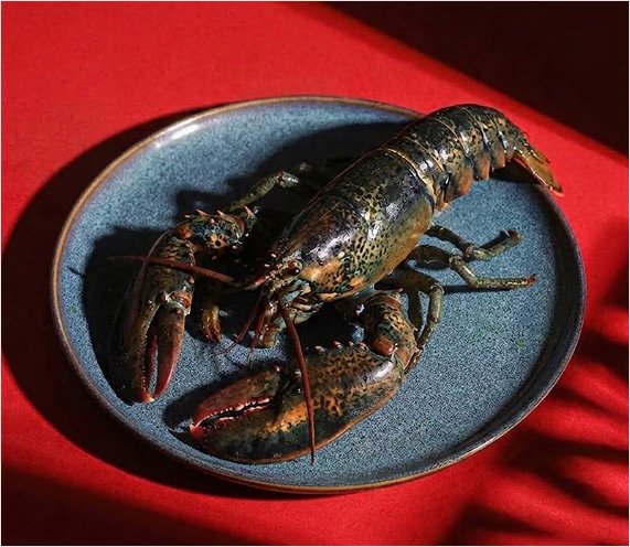 Atlantic Canadian Lobster